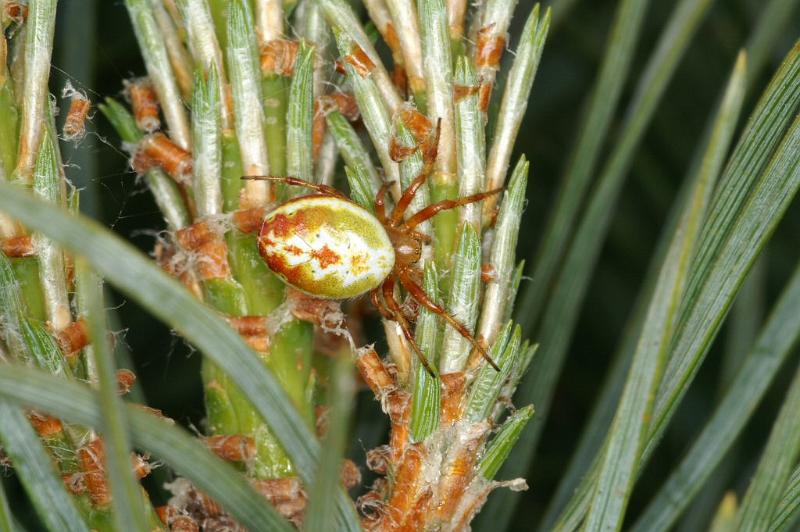 Araniella_displicata_D3008_Z_91_NP De Hoge Veluwe_Nederland.jpg